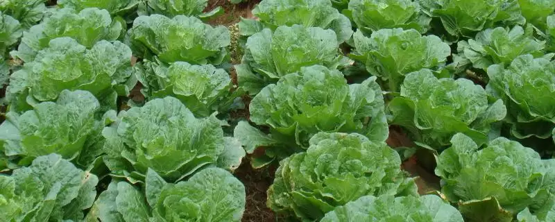 夏白菜不包心的应对方法和要点？应对夏白菜不包心需注意什么？-会东网