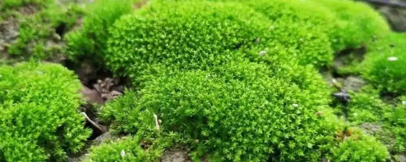 苔藓植物长不高的原因？探究苔藓植物长不高原因要了解哪些植物生理特性？-会东网