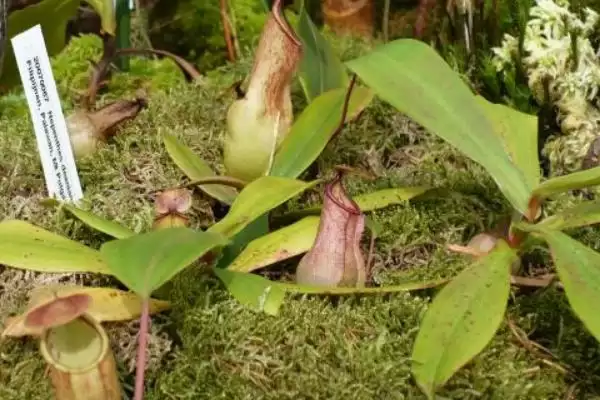 养殖猪笼草的方法和重点？养猪与周边植物种植有哪些关联细节？插图5