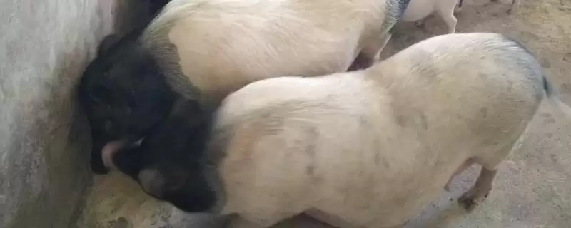 母猪夏季流产要如何进行预防呢,母猪夏季流产预防需保证猪舍通风良好-会东网