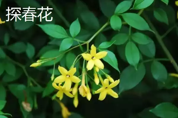 图片[3]-区分迎春花与探春花的方法和重点？区分迎春花与探春花要做好哪些细节？-会东网