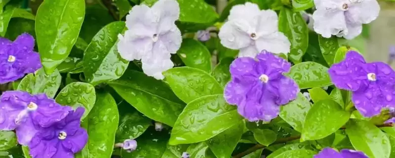 双色茉莉如何施肥？给双色茉莉施肥要掌握哪些关键的施肥时间和方法？-会东网