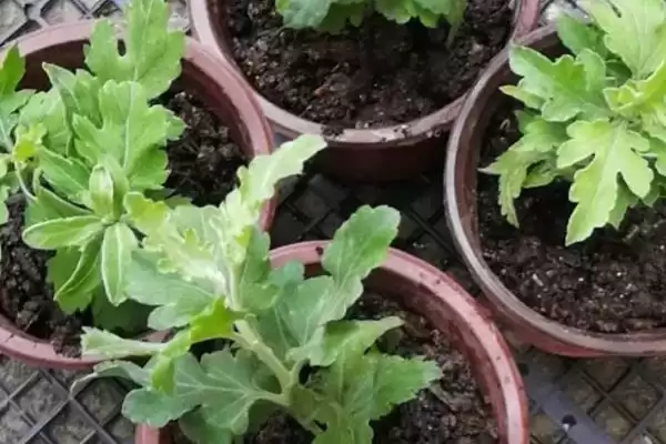 九月菊的长高控制 ,如何对九月菊进行控制使其不长高呢?插图3 九月菊的长高控制 ,如何对九月菊进行控制使其不长高呢?插图3