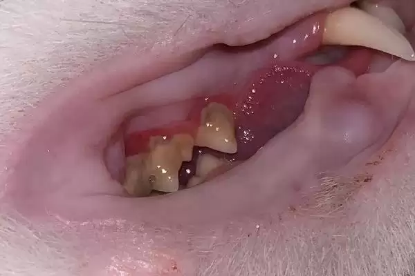 图片[3]-为什么猫咪会有脚臭？探究猫咪脚臭原因要考虑哪些猫咪卫生、生理和环境因素？-会东网