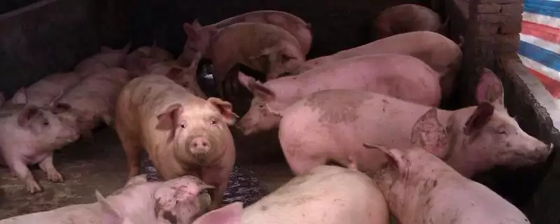 养猪快速增肥的方法和重点？养猪要做好哪些增重管理细节？-会东网