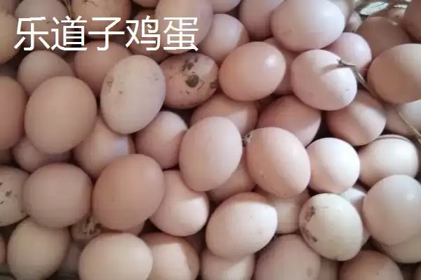 了解我国鸡蛋产地分布的方法和重点?养鸡要做好哪些产地关联?插图5 了解我国鸡蛋产地分布的方法和重点?养鸡要做好哪些产地关联?插图5