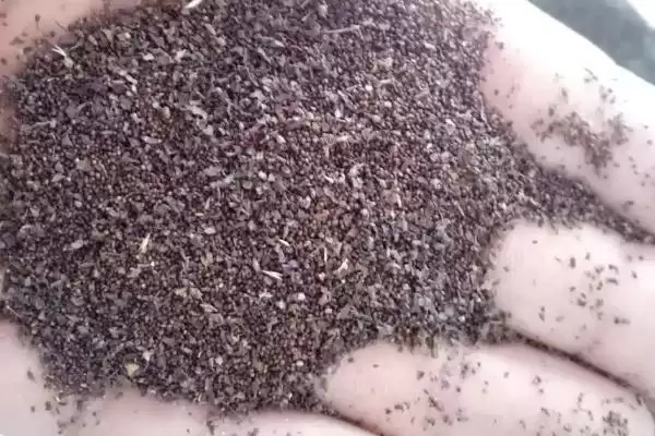 图片[2]-种植雪见草的方法和重点？种植雪见草要做好哪些细节？-会东网