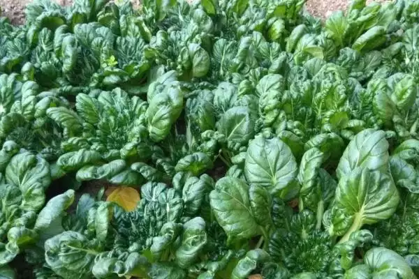 图片[4]-乌塌菜种植的方法和要点？种植乌塌菜要掌握哪些关键步骤？-会东网