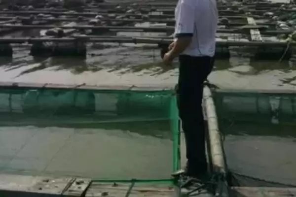 图片[5]-墨鱼要怎么进行养殖才可以呢 ,墨鱼选合适海域后可用网箱进行养殖-会东网
