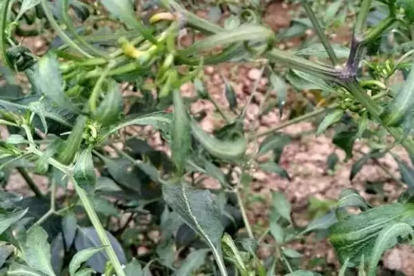 辣椒叶子卷曲的原因 ,土壤和温度如何导致叶子卷曲?插图1 辣椒叶子卷曲的原因 ,土壤和温度如何导致叶子卷曲?插图1