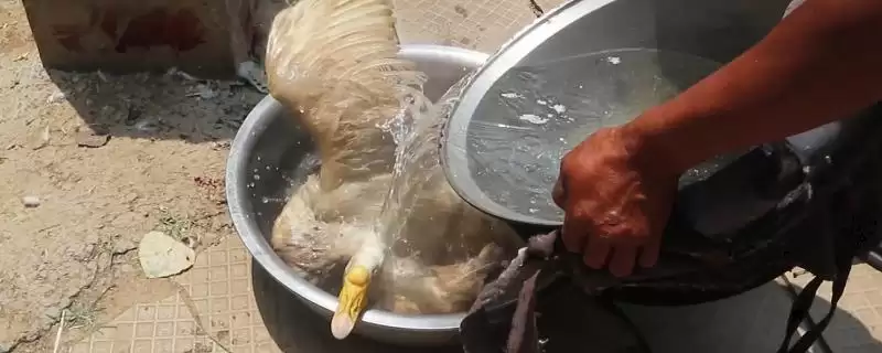 清除鹅身上细毛的技巧:蜜蜡浸泡后拔除的原理与方法-会东网