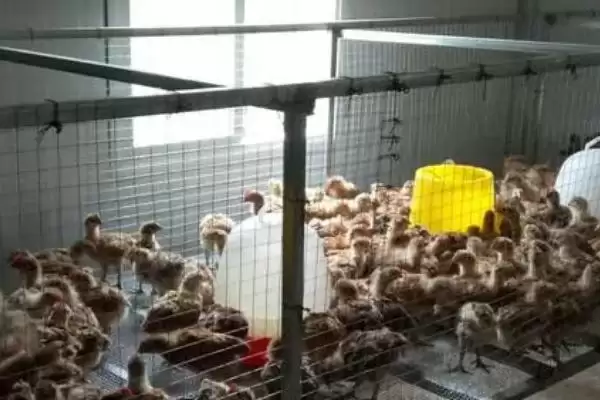 图片[4]-解决小鸡太吵问题的方法和重点？养鸡要做好哪些养殖环境管理？-会东网