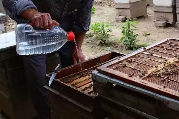 图片[3]-蜂群补助饲喂方法，傍晚可将饲料放入饲喂器-会东网