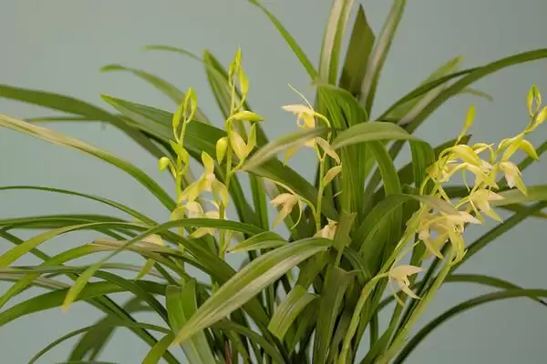 龙须兰的剪头方法 ,龙须兰为何剪短过长枝条呢？插图1