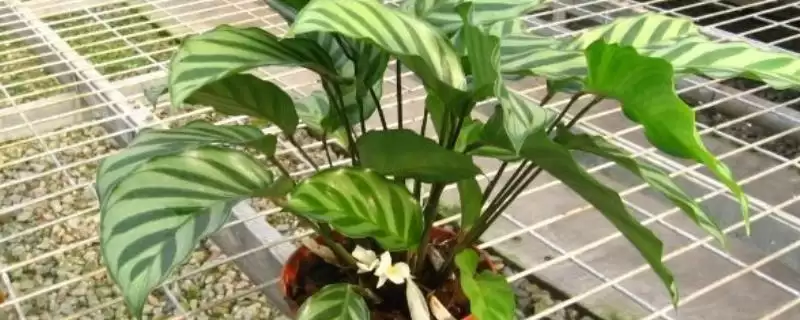 猫眼竹芋不长新芽该如何处理 ,猫眼竹芋不长新芽需做好温度调控-会东网