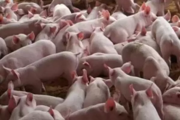 生猪快速育肥的方法和重点?养猪要做好哪些育肥条件细节?插图3 生猪快速育肥的方法和重点?养猪要做好哪些育肥条件细节?插图3