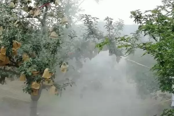 苹果烂果如何防治,要加强果园管理插图1 苹果烂果如何防治,要加强果园管理插图1