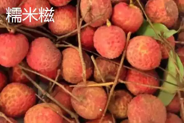 图片[3]-认识名贵优质荔枝品种的方法和重点？认识名贵优质荔枝品种要做好哪些细节？-会东网