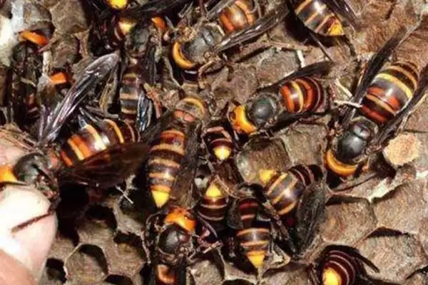 黄腰胡蜂简介，是典型的杂食性昆虫插图1