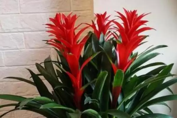 图片[3]-让鸿运当头开花的方法？养护鸿运当头促开花要掌握哪些关键的环境和养护要点？-会东网