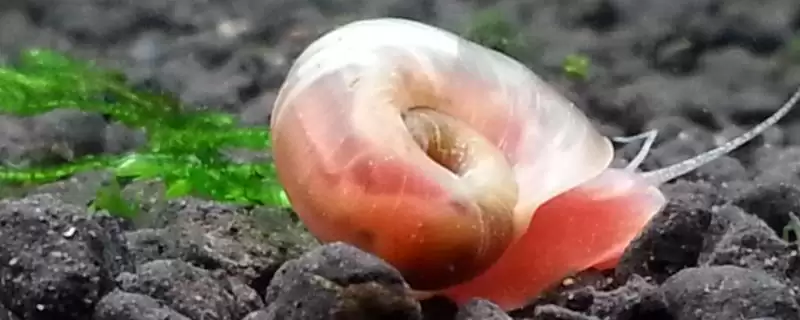 苹果螺有没有毒,属于无毒动物-会东网