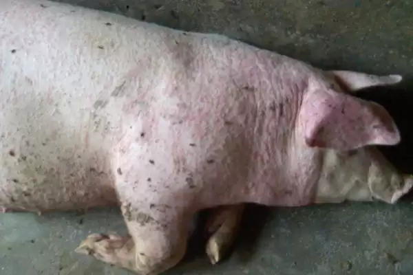 辨别猪患上哪种疾病的方法和重点?养猪要做好哪些疾病诊断细节?插图1 辨别猪患上哪种疾病的方法和重点?养猪要做好哪些疾病诊断细节?插图1