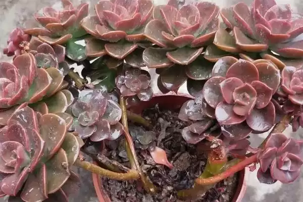 巧克力多肉盆栽注意事项?插图6 巧克力多肉盆栽注意事项?插图6