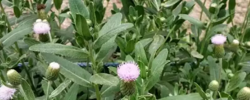 小蓟植物属性的要点和解读？解读小蓟植物属性需注意什么？-会东网
