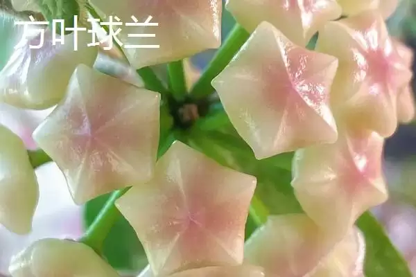 球兰品种颜值大赏：众多品种各有特点的观赏价值插图3