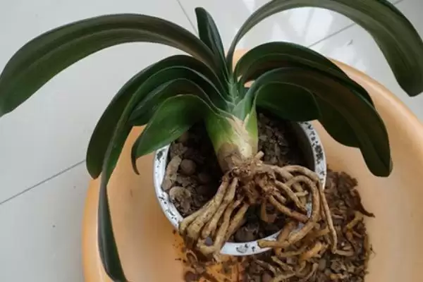 君子兰烂根的原因及防治 ,怎样综合防治君子兰烂根问题呢?插图3 君子兰烂根的原因及防治 ,怎样综合防治君子兰烂根问题呢?插图3