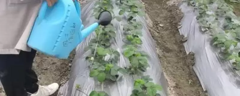 草莓多浇水还是少浇水，要做到小水勤浇-会东网