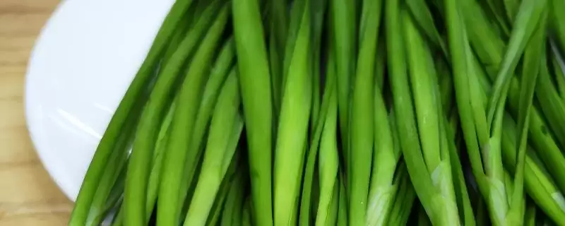 韭菜不分蘖的原因 ,韭菜不分蘖是因为种植密度过大吗?-会东网