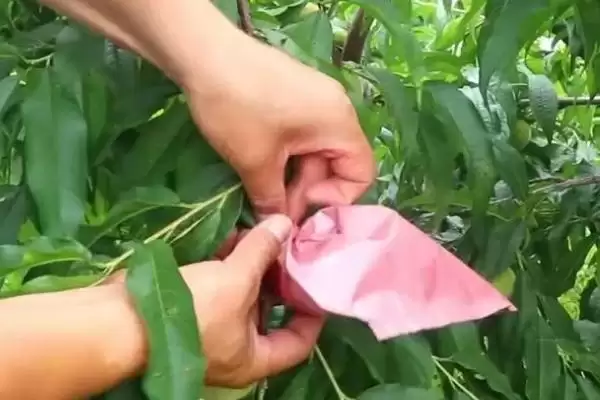图片[3]-桃子套袋的时间？确定桃子套袋时间要考虑哪些生长周期和病虫害防治因素？-会东网
