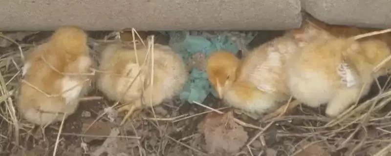 让小鸡快速睡着的方法和重点?养鸡要做好哪些养殖环境安抚?-会东网