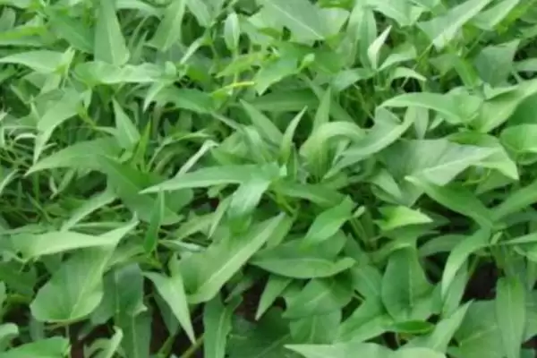 空心菜的亩产量 ,空心菜一般亩产多少斤左右呢?插图1 空心菜的亩产量 ,空心菜一般亩产多少斤左右呢?插图1