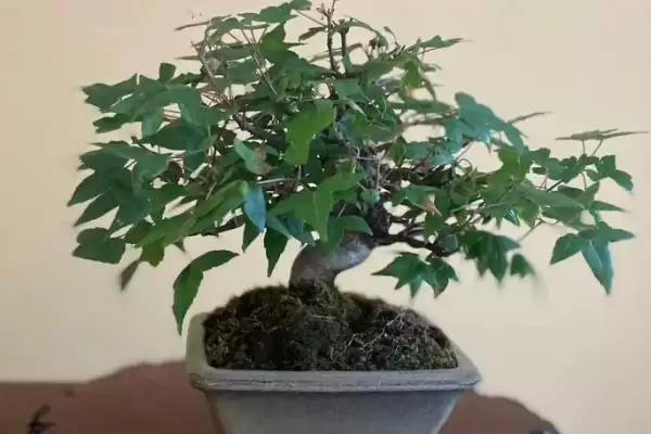 图片[4]-三角枫的繁殖方法？繁殖三角枫要遵循哪些科学的繁殖方法和步骤？-会东网