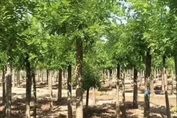 图片[2]-国槐的主要病虫害及防治方式，不同病虫害的防治方法不同-会东网