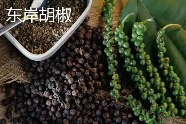 图片[9]-广东省高州市的特产，储良龙眼是著名优良品种-会东网