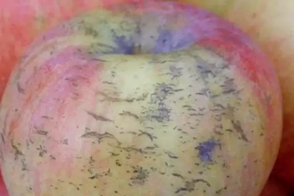 苹果为什么会出现裂纹,通常是因为患有苹果裂纹病插图1 苹果为什么会出现裂纹,通常是因为患有苹果裂纹病插图1