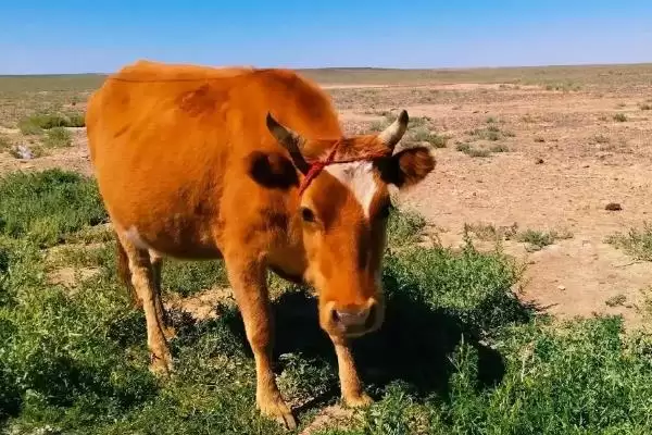 牛倒嚼嘴上有白沫的原因剖析:胃酸过多的症状与解决插图1 牛倒嚼嘴上有白沫的原因剖析:胃酸过多的症状与解决插图1
