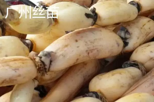 图片[8]-莲藕的优质品种 ,有哪些好吃的莲藕品种推荐呢？-会东网