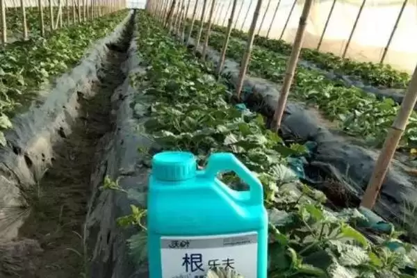 图片[2]-夏季薄皮甜瓜施肥方法的方法和重点？夏季薄皮甜瓜施肥要做好哪些细节？-会东网