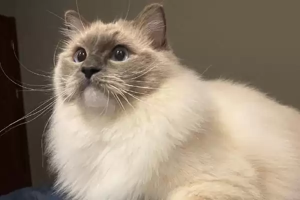 猫身上都有哪些种类的寄生虫 ,猫身上有体内和体外寄生虫插图3 猫身上都有哪些种类的寄生虫 ,猫身上有体内和体外寄生虫插图3