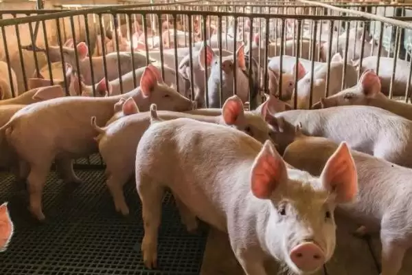 夏天让猪快速生长的方法和重点？养猪要做好哪些夏季养殖细节？插图2
