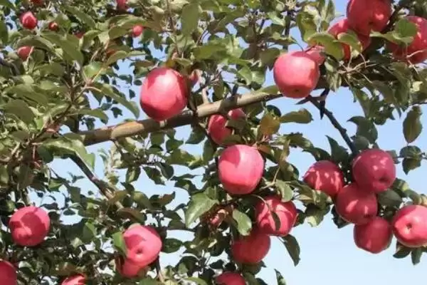 苹果为什么会着色不良以及如何防治,可能是品种差、缺少光照和营养等因素造成插图2 苹果为什么会着色不良以及如何防治,可能是品种差、缺少光照和营养等因素造成插图2