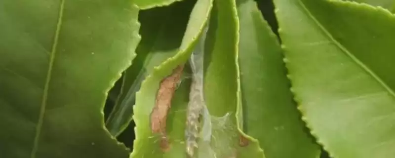 如何防治龙眼卷叶蛾,发现病枝病果要立即剪除-会东网