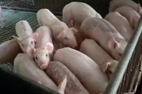 解决猪拉稀发抖问题的方法和重点？养猪要做好哪些紧急病情处理细节？插图2