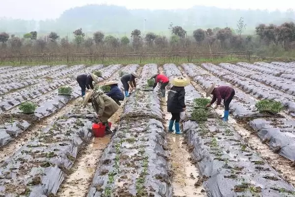 辣椒的施肥方法 ,辣椒施肥为何要增施有机肥呢?插图1 辣椒的施肥方法 ,辣椒施肥为何要增施有机肥呢?插图1