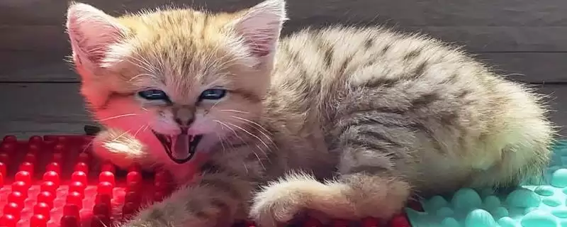 小猫哈人的原因和要点?分析小猫哈人行为需关注哪些方面因素?-会东网