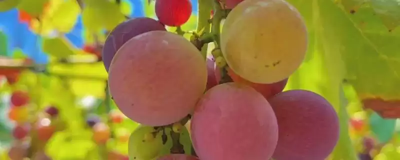 三月葡萄如何管理？三月管理葡萄要掌握哪些关键的管理要点？-会东网